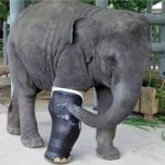 HELP BUILD THE ELEPHANT LEG FACTORY: to make prosthetic legs for deserving elephants